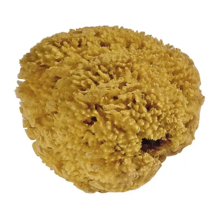 Natuurlijke spons